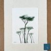 PN-I-green-in-use Pine trees I giclée print